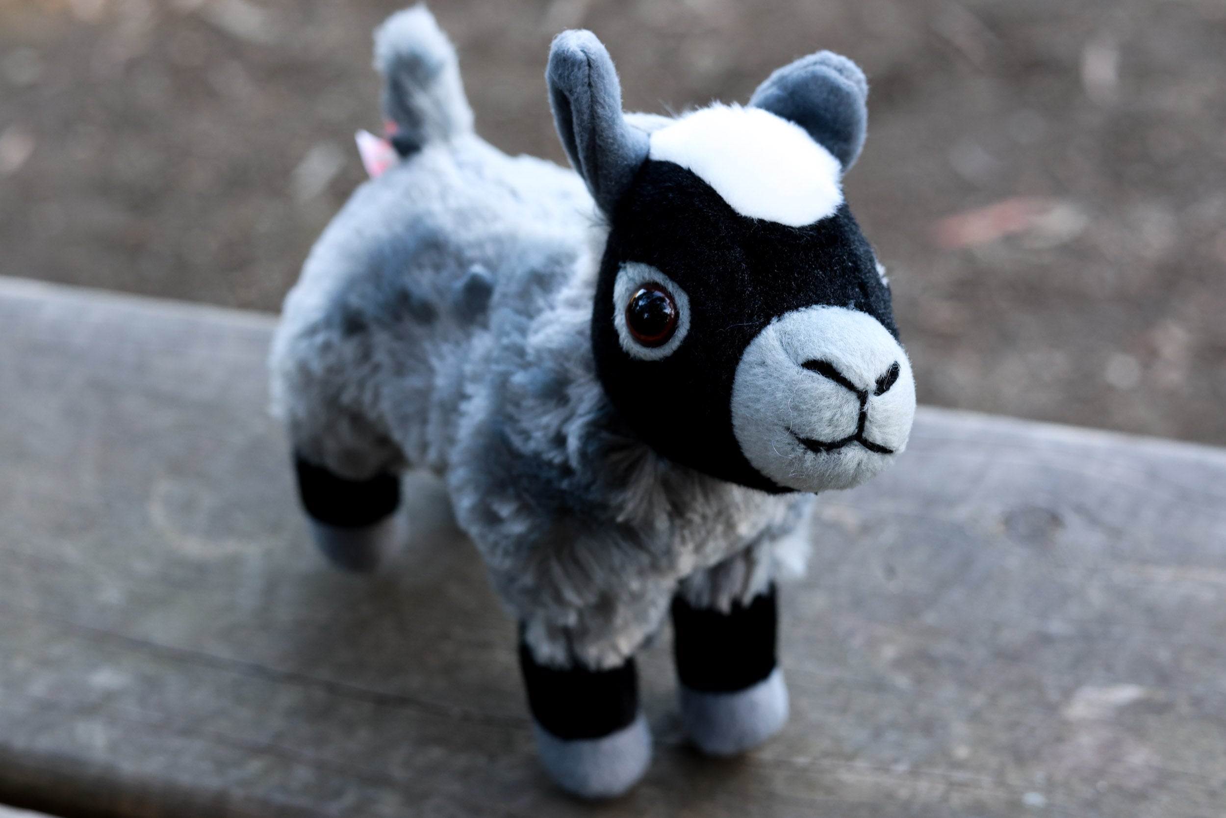 How to get a pet goat